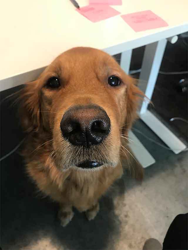 Brady looking forward to more treats. 